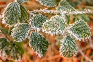 Protege tus plantas del frío