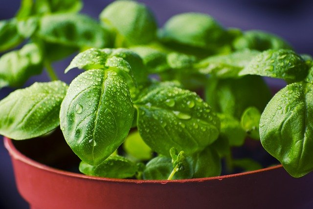 Hierbas aromáticas