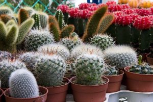 cactus en maceta