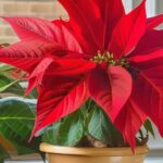Como podar flor de pascua