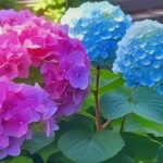 Como podar las hortensias