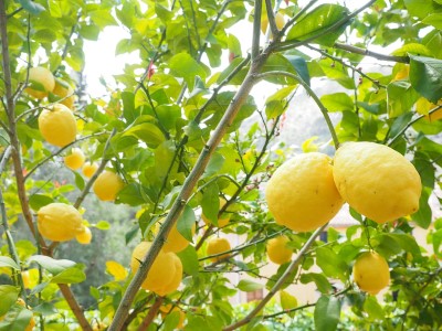 Guía Sencilla: Cómo Podar un Limonero para Mejores Frutos