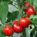 ¿cómo podar una tomatera?