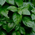 Cultivando albahaca: guía completa para cuidados y usos culinarios