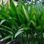 Aspidistra: guía completa para cuidar la planta de sombra