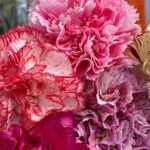El clavel: un español universal y su impacto en la floricultura