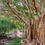 Jardín Botánico de Gran Canaria