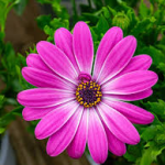 Cultivo y cuidados de plantas