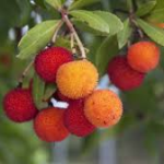 Madroño: propiedades y usos del fruto otoñal