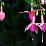 Guía completa de Fucsia o pendientes de la reina: Cultivo y cuidados