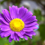 Margaritas, las reinas del jardín: Guía de cuidado y belleza