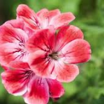Secretos para tener geranios más vigorosos y coloridos