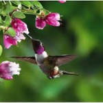Brezo magenta: toque vivaz y colorido en tu jardín