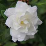 Cuidados esenciales de la Gardenia, Jazmín del Cabo