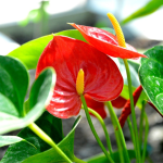 Plantas