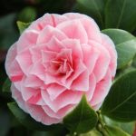 Camelia