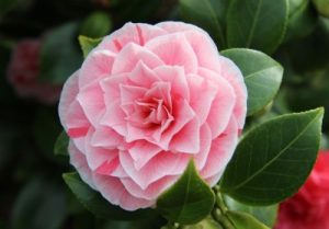 Camelia