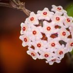 Flor de cera