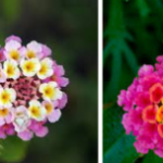 Lantana