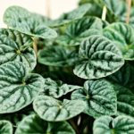 Peperomia