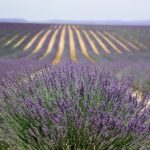 Perfume de Provenza