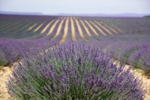 Perfume de Provenza