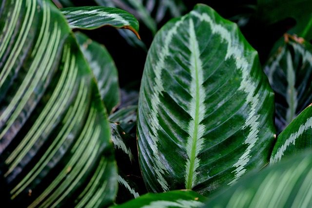 Planta de Calathea