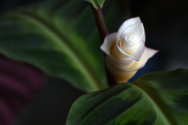 Flor de Calathea
