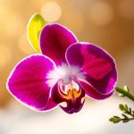 Orquídeas, la flor emblemática de diciembre