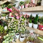 Achilea. Floristería Y Jardinería