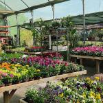 Centre De Jardinería Terra Nostra 1