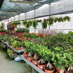 Centro De Jardinería Santvivero