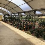 Dadaima · Garden & Design