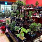 El Bonsai De Reche