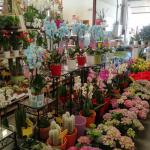 Entre Flores Y Plantas