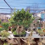 Jardin Moyogi Bonsai