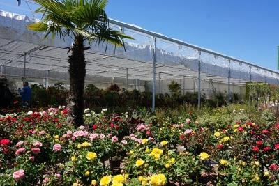 Plantas de exterior vivero serrallo garden