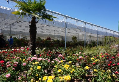 Plantas de exterior vivero serrallo garden