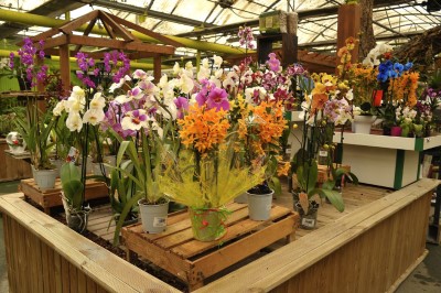 Plantas de interior