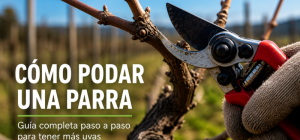 Cómo podar una parra correctamente paso a paso