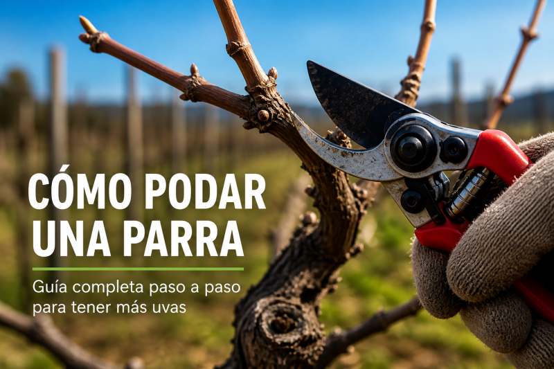 Cómo podar una parra correctamente paso a paso