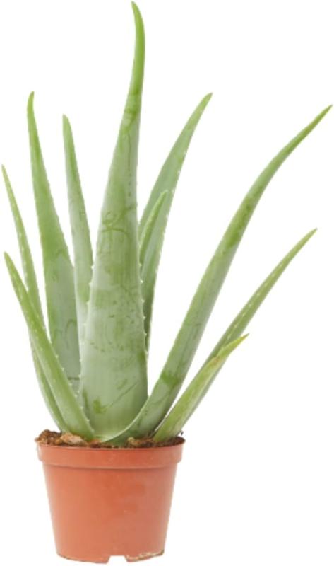 Aloe Vera, planta natural en maceta