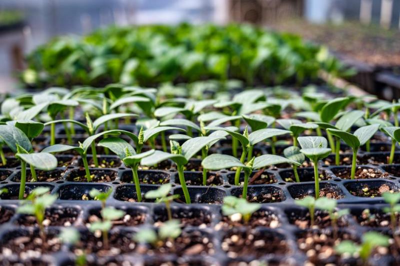 Bandejas de semilleros germinando dentro de un invernadero