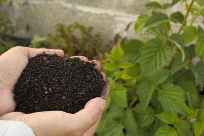 Manos sujetando compost/abono orgánico junto a una planta