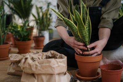 Trasplantando una sansevieria (lengua de suegra) en una maceta de barro