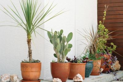Macetas con palmera, cactus y plantas en una terraza