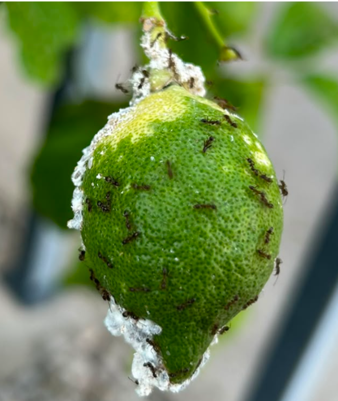 Detalle de cochinilla algodonosa y hormigas sobre un limón, con la masa cerosa blanca en la piel del fruto