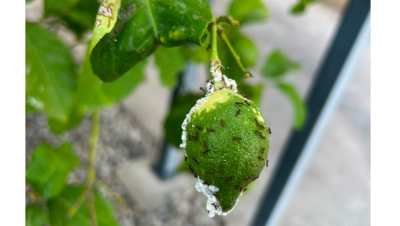 Cochinilla algodonosa y hormigas sobre un limón en el árbol