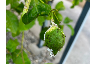 Cochinilla algodonosa y hormigas sobre un limón en el árbol