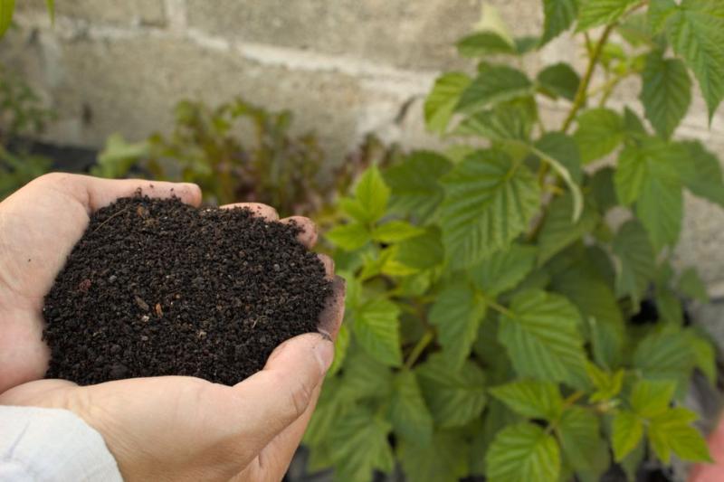Mano sosteniendo compost maduro junto a una planta